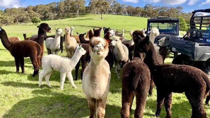 Softfoot Alpaca and Wildlife Park