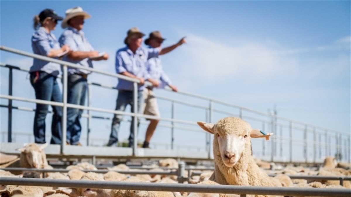 Elders Finley Saleyards