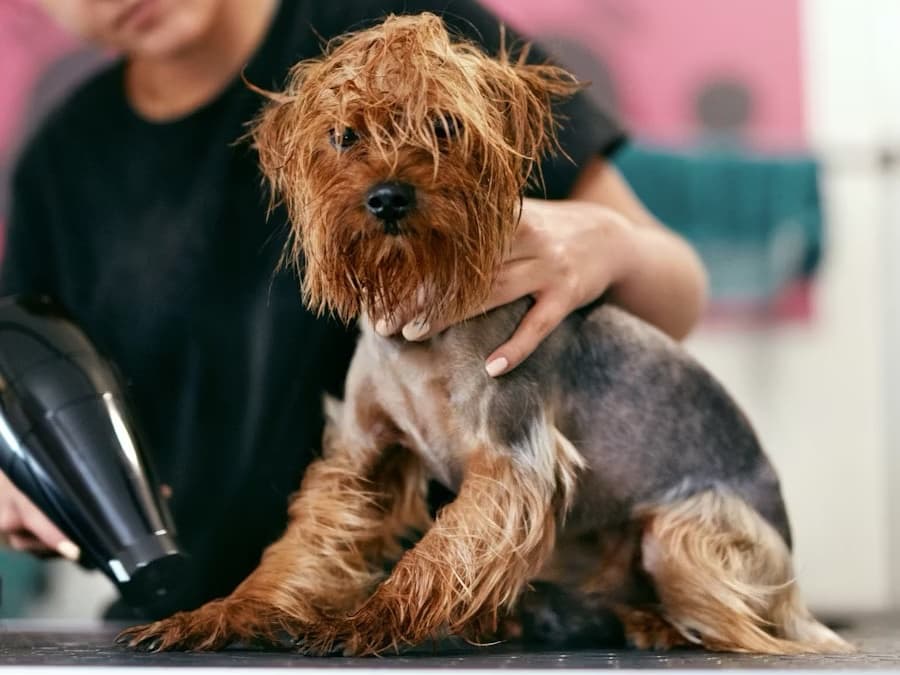 AGM Sharpening & Dog Grooming