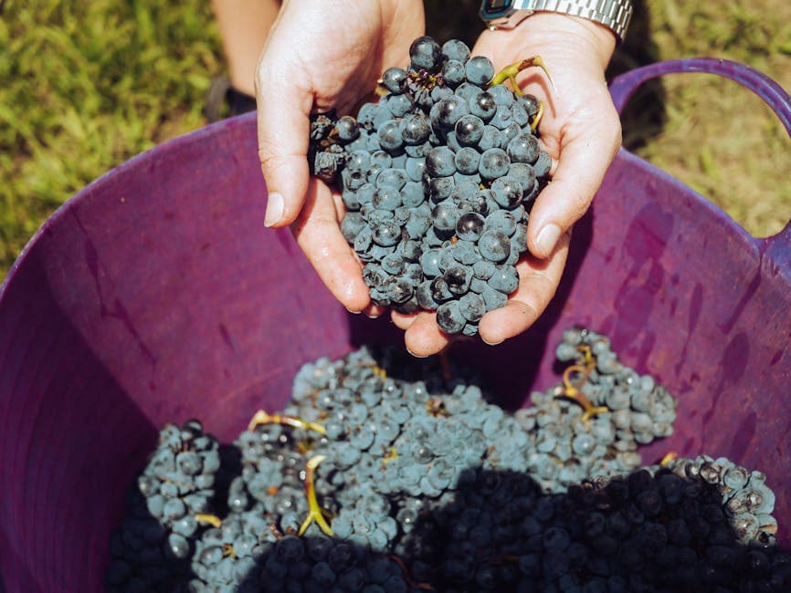 Cellarbrations at Barooga