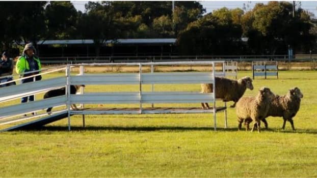 Sheep Dog Trials