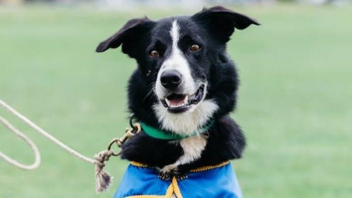 Sheep Dog Trials